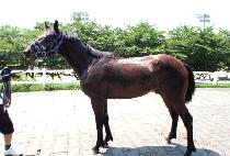 �鰶���� (TOP GALLOPER) ����