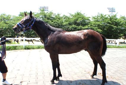 �鰶���� ����