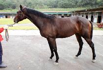 �̺�Ʈ�� (EVENT QUEEN) ����