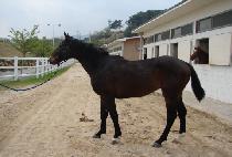 ��Ŭ���� (TOP CLOSER) ����