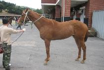 �����Ӱ����� (PRIME GALLOPER) ����