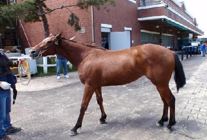 õ���ʽ� ����