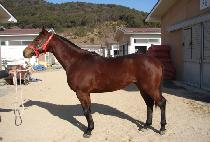 �������� (NEW FORLI) ����