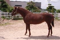 ǳ��� (PUNGUN GWANGJANG) ����