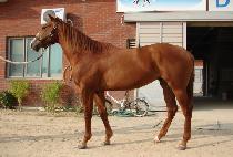 ���¹��� (JEONSEUNG MUPAE) ����