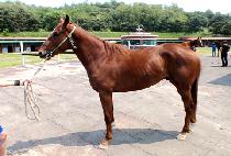 Ȳ�ݺ�Ʈ (HWANGGEUM BOLT) ����