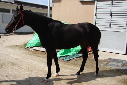 ���ƺ�ĿƮ�� ����