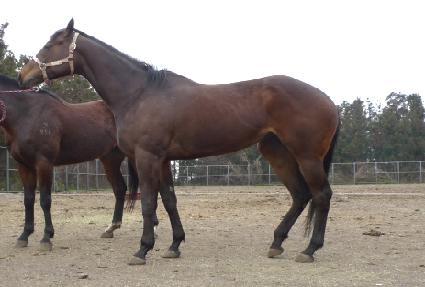 ����Ǹ��� ����