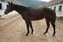 õ���ʰ� (CHEONNYEON TANGO) ����