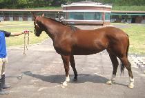 ü��Ű�轺 (CHEROKEE SOX) ����