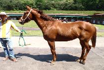 ī���� (CADENZA) ����