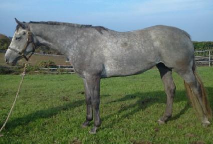 �Ƿ�ü ����