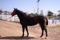 �Ƹ��� (AMAZON) ����