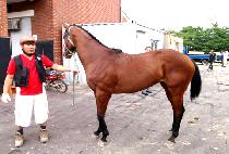 õ����ä (CHEONJIGWANGCHAE) ����