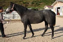 ���Ϲ����帲 (UNIVERSE DREAM) ����