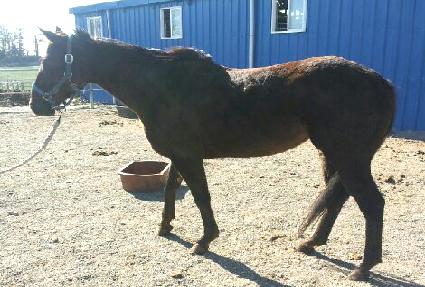 ������ ����