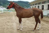 ����帲 (SARANG DREAM) ����