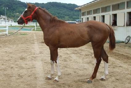 ����帲 ����