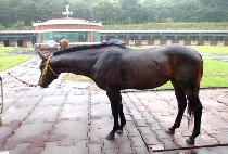 ����Ӵ� (RED MONEY) ����