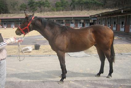 ���̽�ĳġ ����