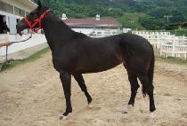 �ο�Ʈ���� (ROYAL TROPHY) ����