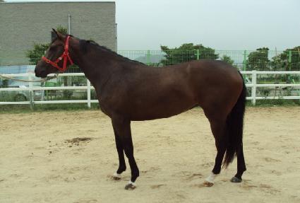 ���̾� ����