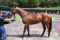 �׸�ĭ�� (GREEN KANCHO) ����