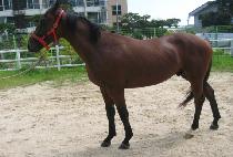 ����Ʈ���� (PERFECT JILJU) ����