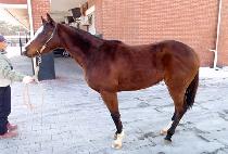 �������̽� (YUJEONG ACE) ����