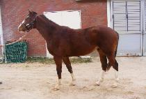 ����� (BROWN THUNDER) ����