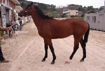 ����Ʈ���� (SWEET RAIN) ����