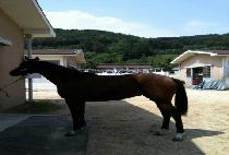 ���ĵ�� (YEHUDI KKOT) ����