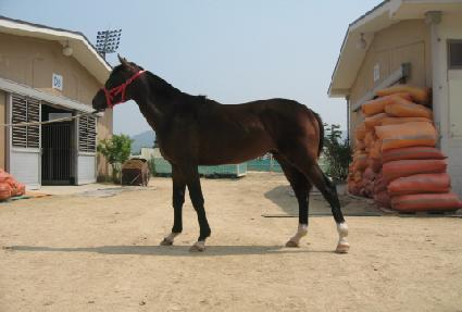 �Ѹ���ȣ ����