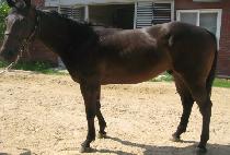 �׷ν��� (NERO STORM) ����