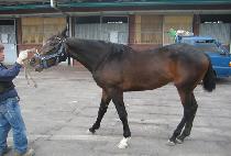 ����Ʈ�Ŀ� (LIGHT POWER) ����