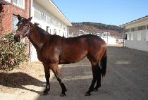 �ο�Ÿ�̰� (ROYAL TIGER) ����