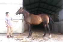 BLACK TORNADO picture