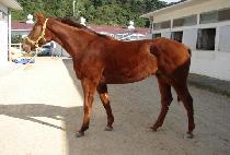 ��� (GILUN) ����