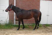 ��׽���õ (HENNESSY ICHEON) ����