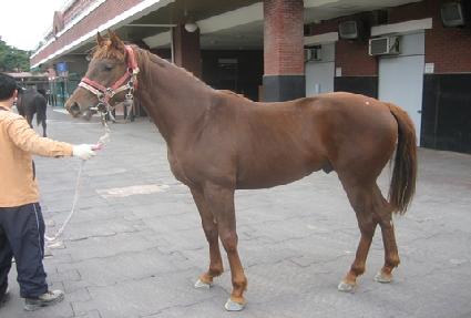 ��ī��Ƽ ����