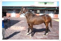 ����Ʈ���� (GATE SHINE) ����