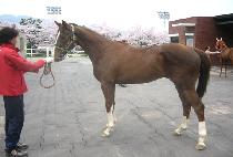 ������Ʈ (SUN BEST) ����