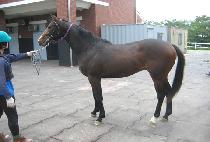 ŷ������ (KING FIGHTING) ����