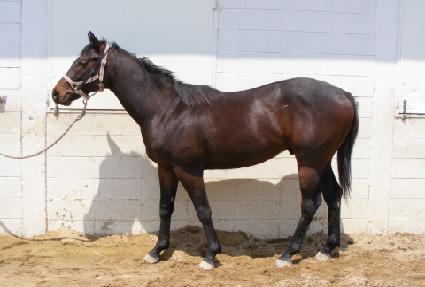 ������� ����