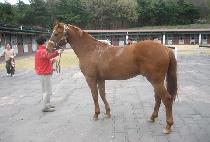 �����䷯ (SUN EMPEROR) ����