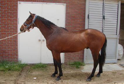 ��󽺹�� ����