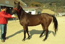 �߸����� (BALIOS) ����