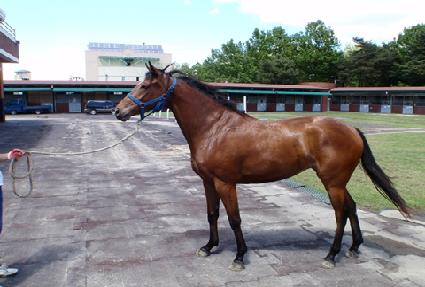 �����ǹ߷� ����