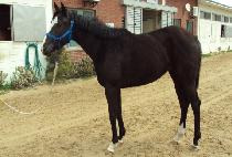 ���Ͼ (GENIUS) ����