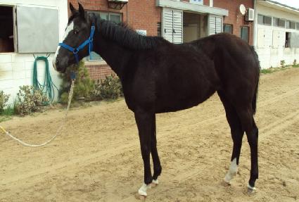 ���Ͼ ����